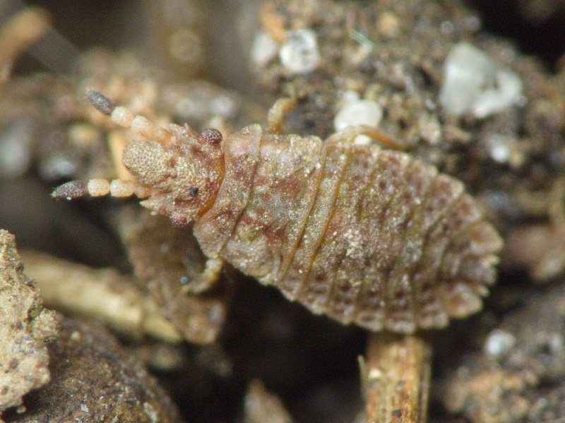 Aradus cinnamomeus Panzer, 1806